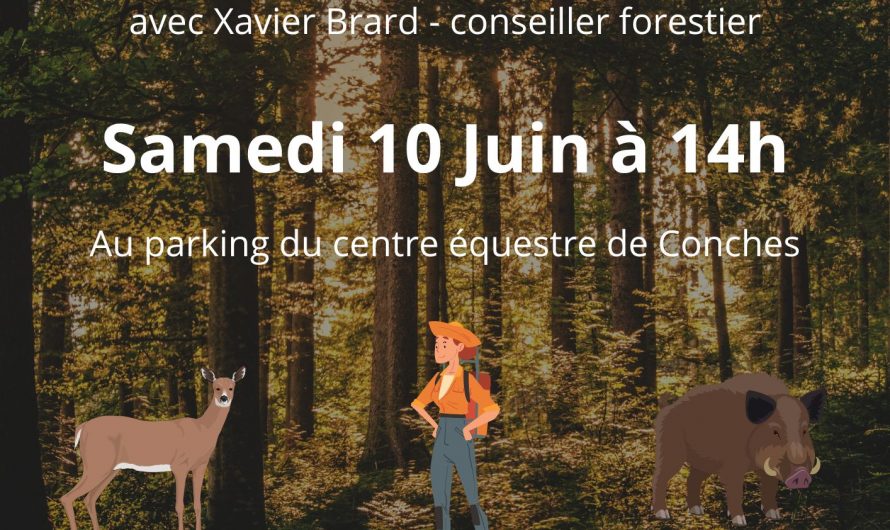 Découverte de la gestion de la forêt et des arbres