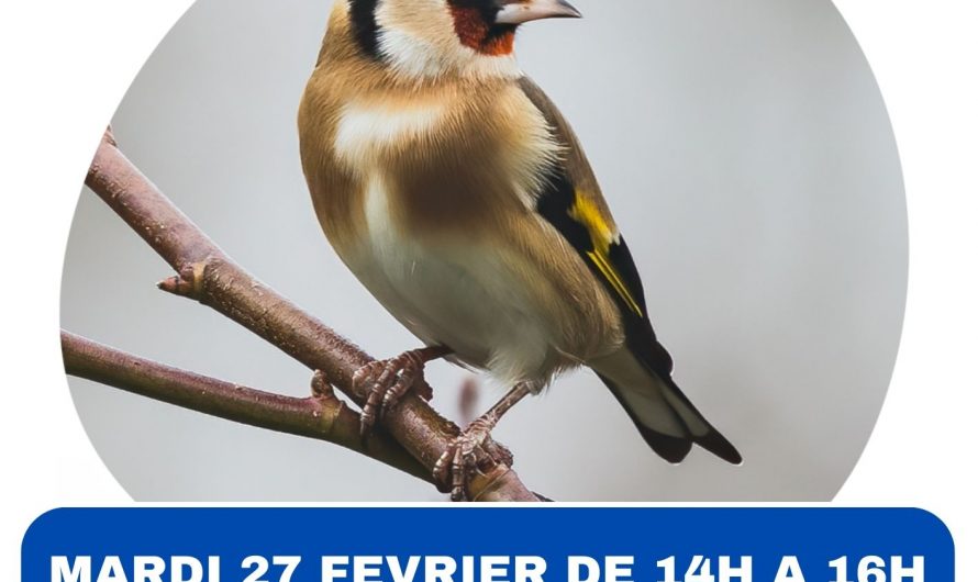 Animation : Apprenez à reconnaitre les oiseaux du jardin en hiver