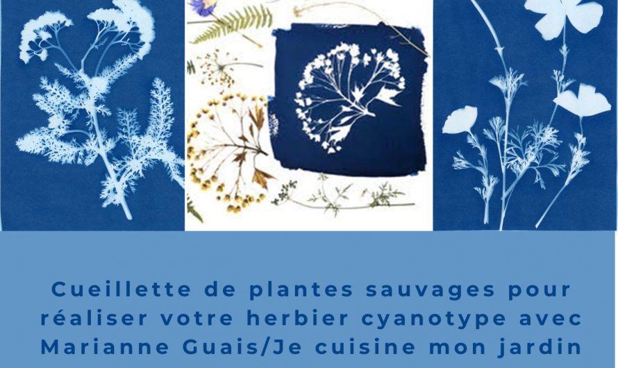 Atelier cyanotype végétal au pré bourbeux de Conches samedi 15 juin 2024 Espace MaiLiSo