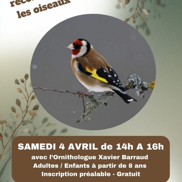 Atelier : Apprenez à reconnaître les oisseaux
