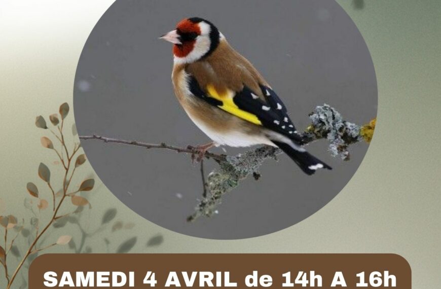 Atelier : Apprenez à reconnaître les oisseaux