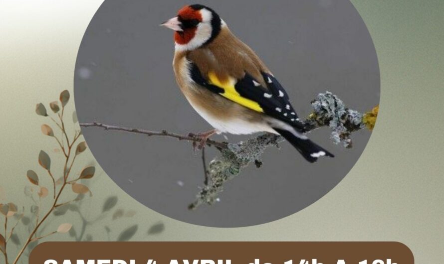 Atelier : Apprenez à reconnaître les oisseaux